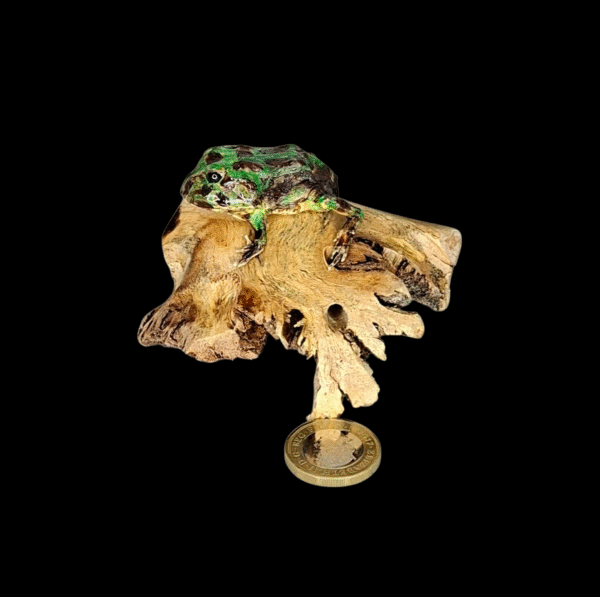 Taxidermy Argentine Horned Frog. Log no 390.