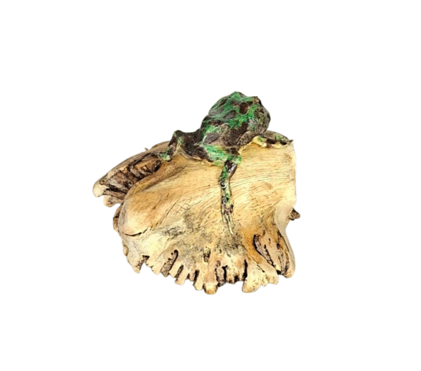 Taxidermy Argentine Horned Frog. Log no 390. - Image 4