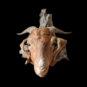 Taxidermy Boer Goat Head. Log no 391.