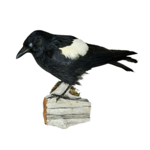 Taxidermy Carrion Crow. Log no 608a.
