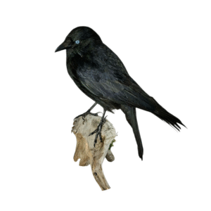 Taxidermy Carrion Crow. Log no 609a.