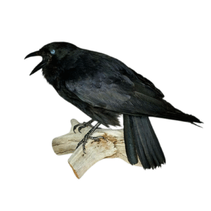 Taxidermy Carrion Crow. Log no 612a.