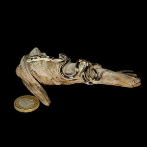 Taxidermy Small Corn Snake. Log no 382.