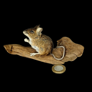 Taxidermy Field Mouse. Log no 189.
