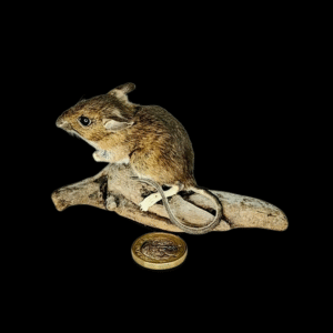 Taxidermy Field Mouse. Log no 381.