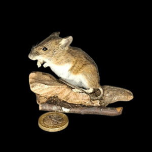 Taxidermy Field Mouse. Log no 383.