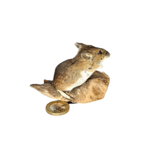 Taxidermy Field Mouse. Log no 383.