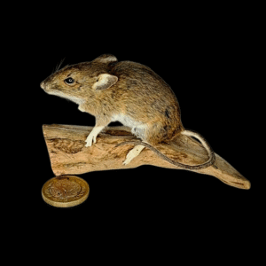 Taxidermy Field Mouse. Log no 384.