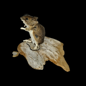 Taxidermy Field Mouse. Log no 389.