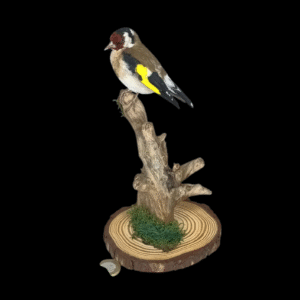 SOLD - Taxidermy Adult Goldfinch. Log no 725a.