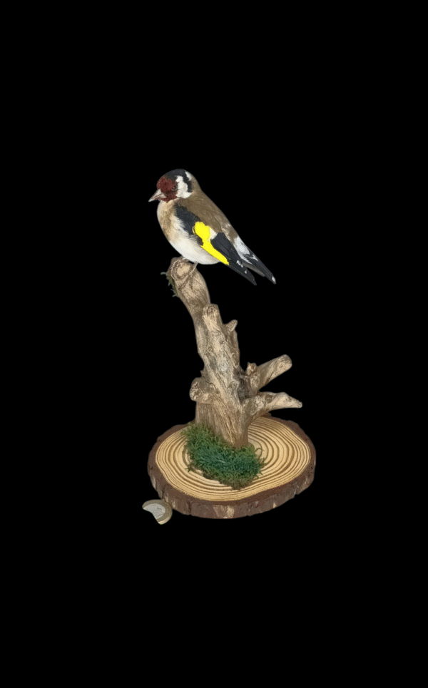 SOLD - Taxidermy Adult Goldfinch. Log no 725a.