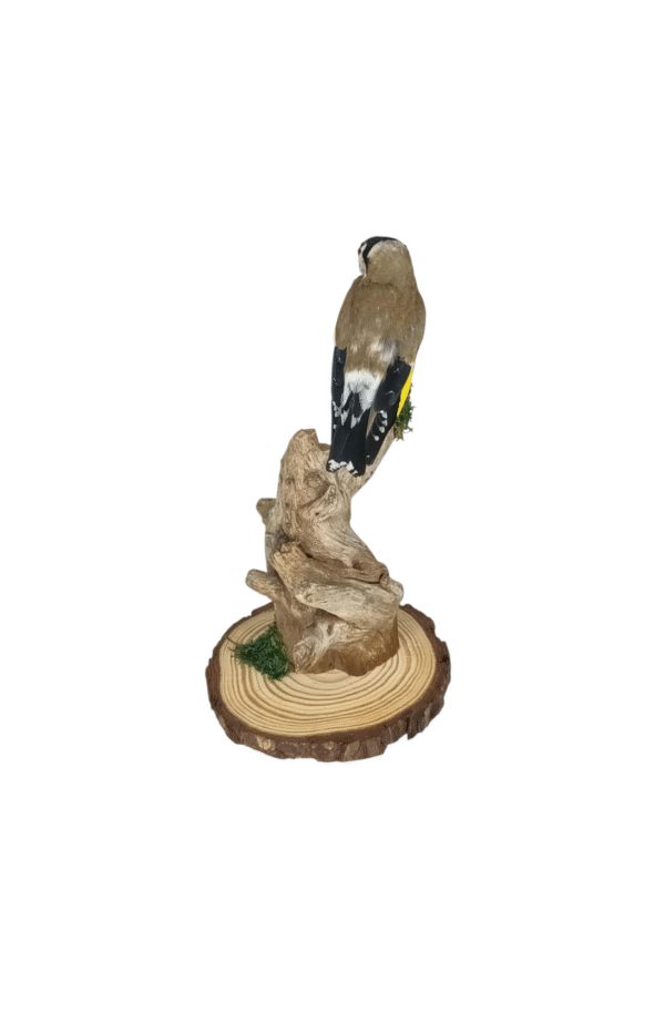 SOLD - Taxidermy Adult Goldfinch. Log no 725a. - Image 5