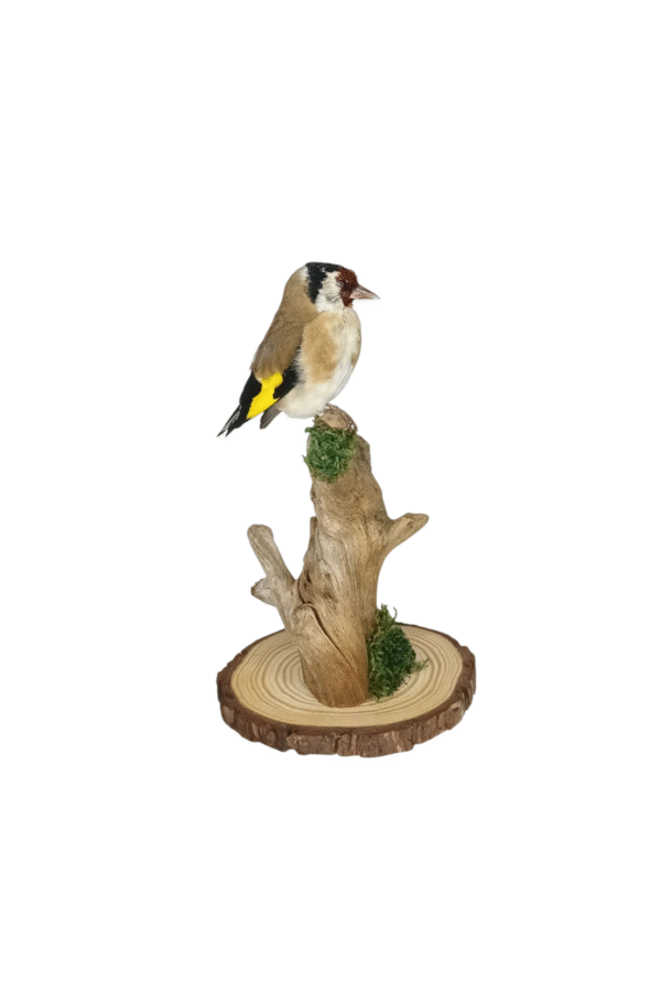 SOLD - Taxidermy Adult Goldfinch. Log no 725a. - Image 4