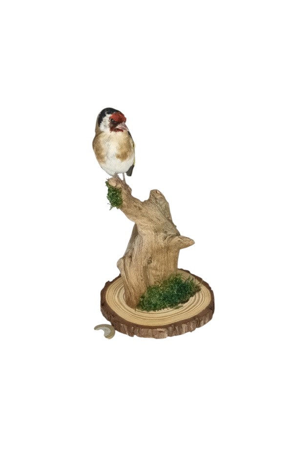 SOLD - Taxidermy Adult Goldfinch. Log no 725a. - Image 2