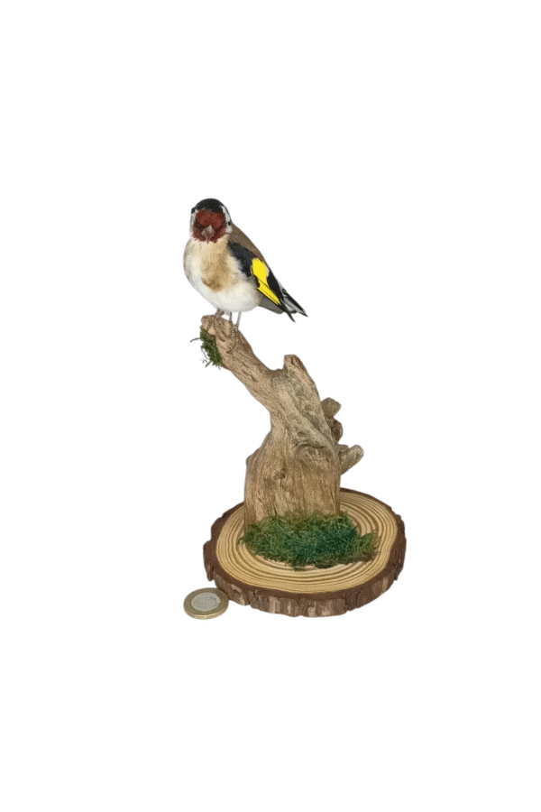 SOLD - Taxidermy Adult Goldfinch. Log no 725a. - Image 3