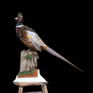 Taxidermy Steampunk Pheasant. Log no 425.