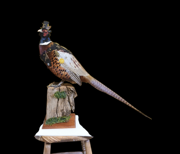 Taxidermy Steampunk Pheasant. Log no 425.