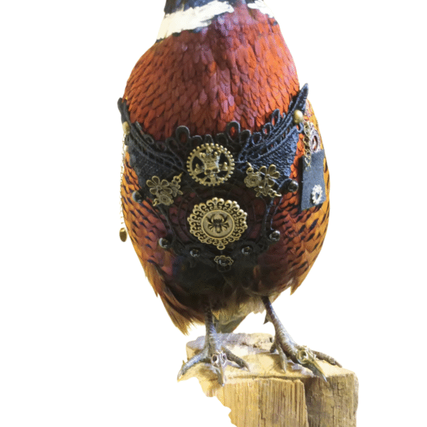 Taxidermy Steampunk Pheasant. Log no 425. - Image 3
