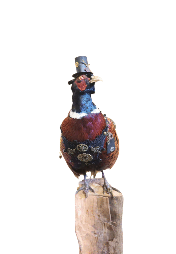 Taxidermy Steampunk Pheasant. Log no 425. - Image 6