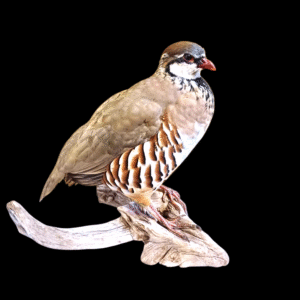 Taxidermy Red Legged Partridge. Log no 164a.