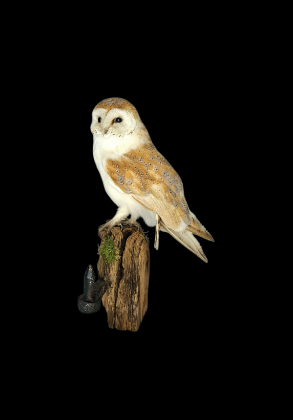 SOLD - Taxidermy Male Barn Owl. Log no 729a.