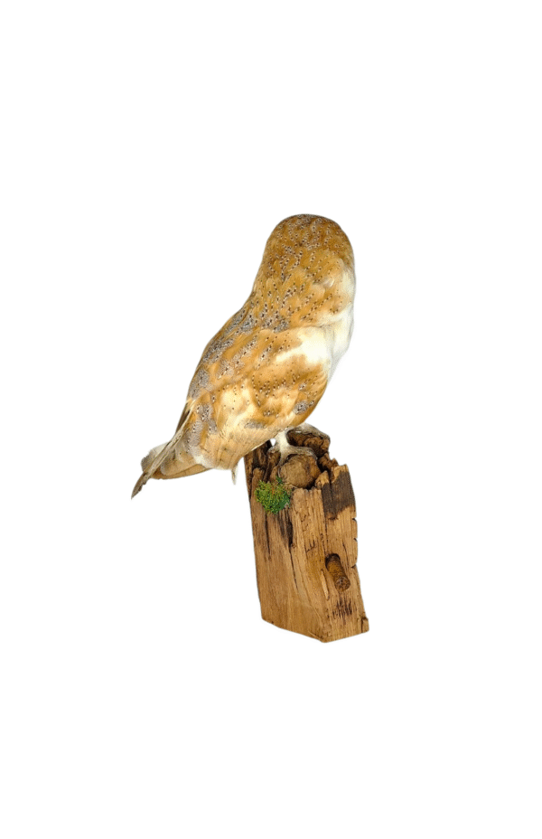 SOLD - Taxidermy Male Barn Owl. Log no 729a. - Image 4