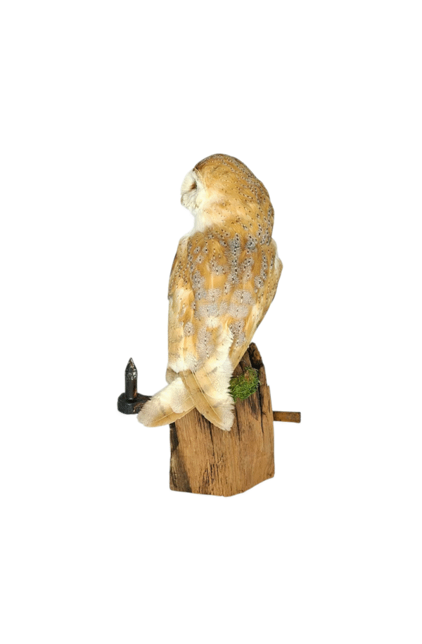 SOLD - Taxidermy Male Barn Owl. Log no 729a. - Image 5