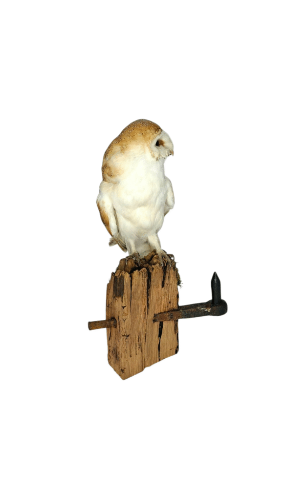 SOLD - Taxidermy Male Barn Owl. Log no 729a. - Image 3