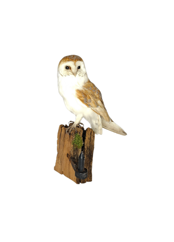 SOLD - Taxidermy Male Barn Owl. Log no 729a. - Image 2