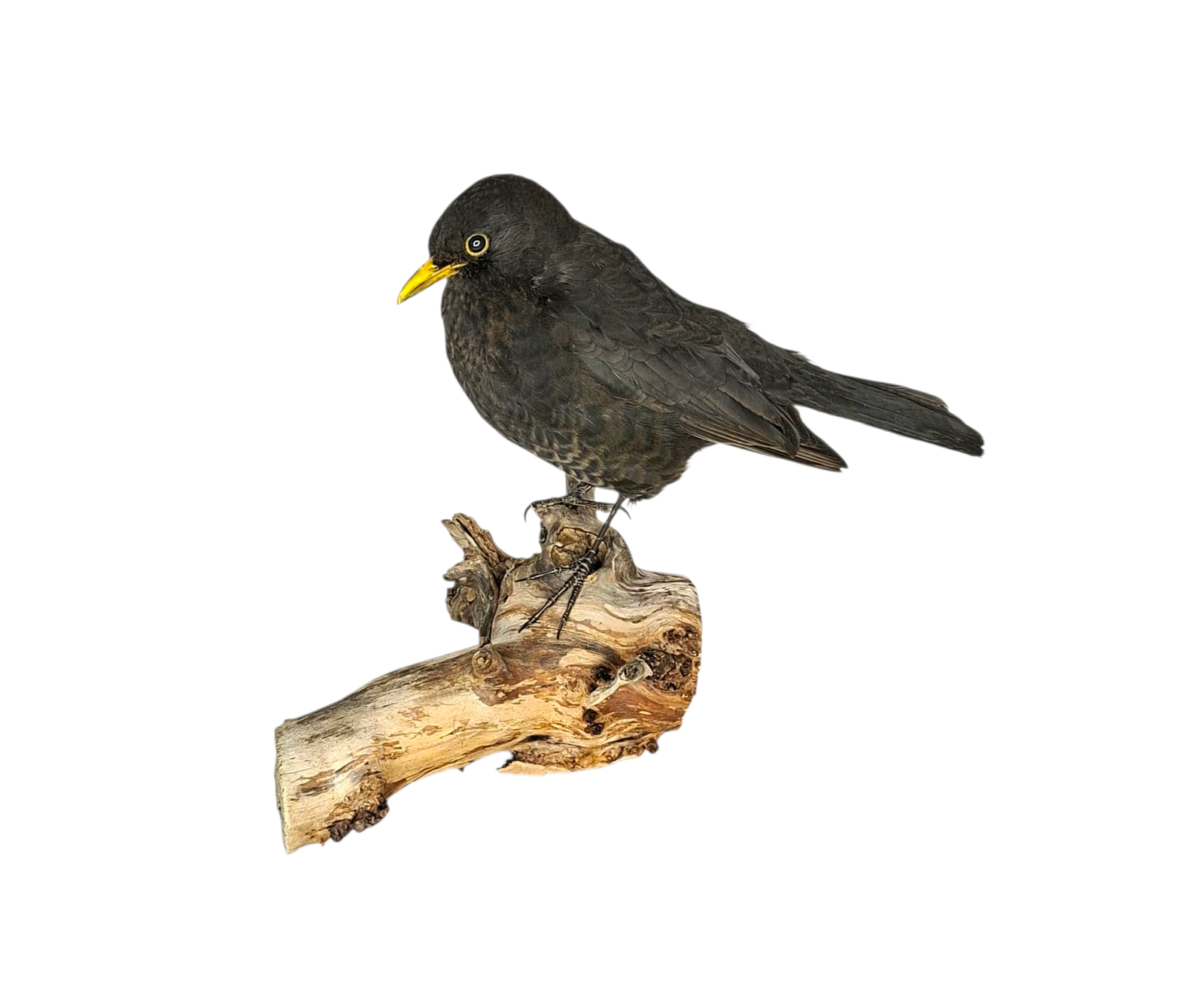 SOLD - Taxidermy Male Blackbird. Log no 723a.