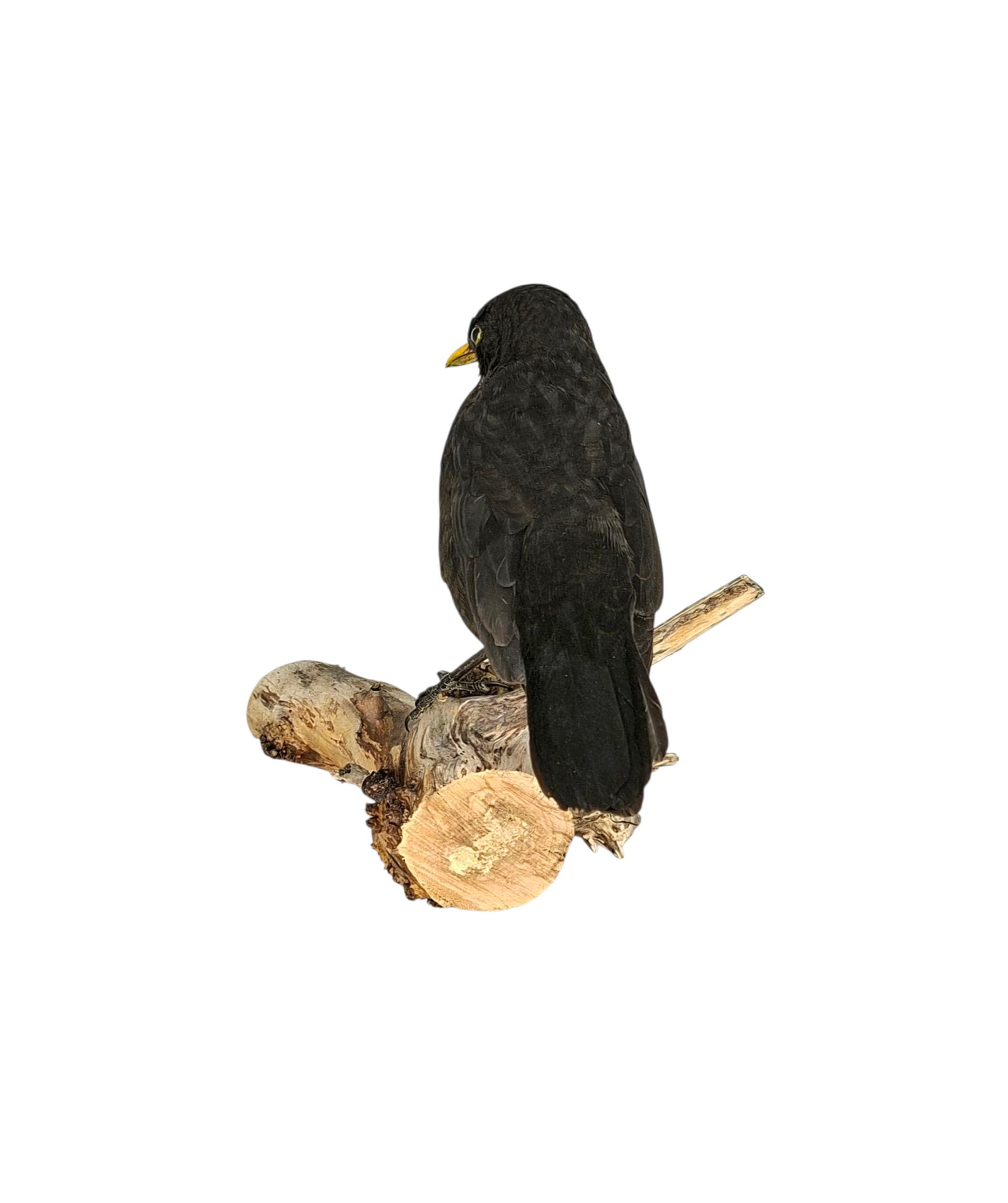 SOLD - Taxidermy Male Blackbird. Log no 723a. - Image 4