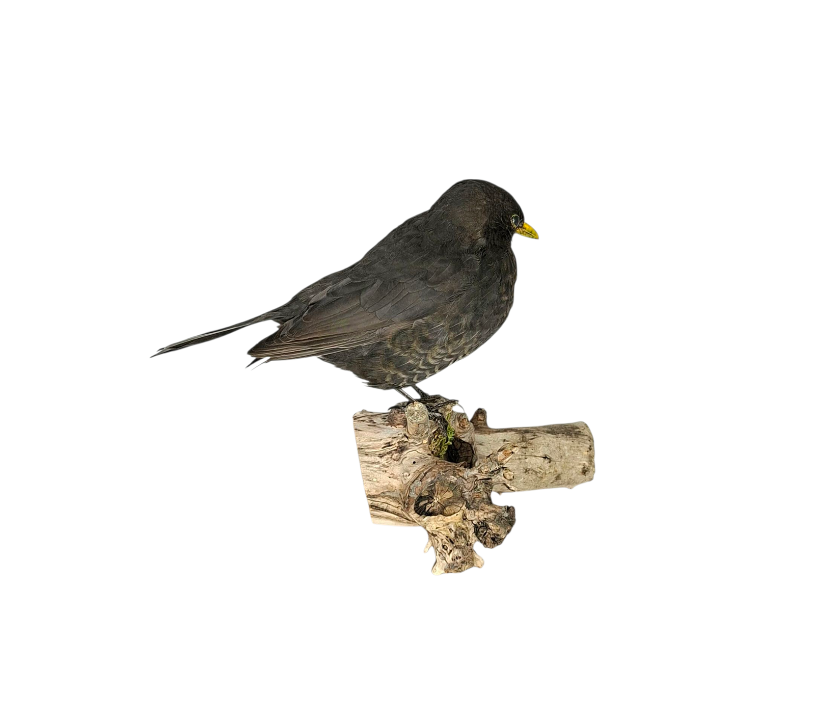 SOLD - Taxidermy Male Blackbird. Log no 723a. - Image 3