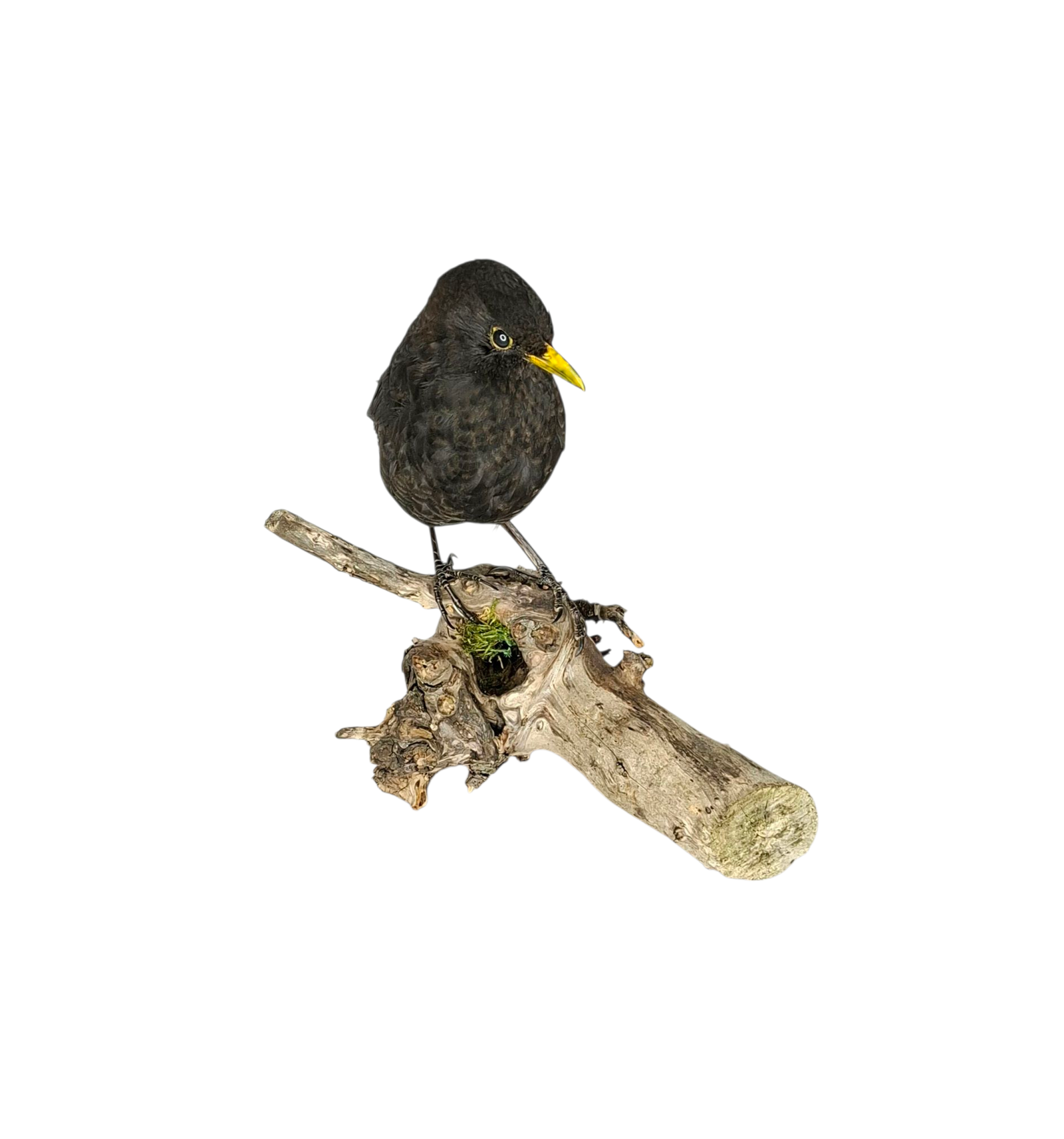 SOLD - Taxidermy Male Blackbird. Log no 723a. - Image 5
