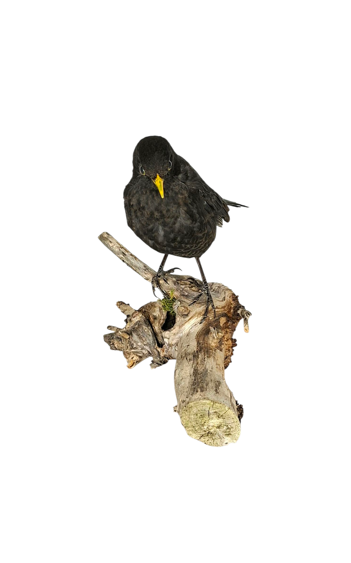 SOLD - Taxidermy Male Blackbird. Log no 723a. - Image 2