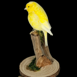 SOLD - Taxidermy Canary. Log no 718a.