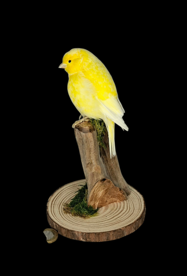 SOLD - Taxidermy Canary. Log no 718a.