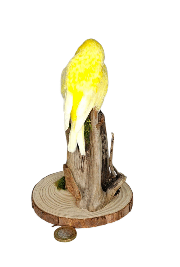 SOLD - Taxidermy Canary. Log no 718a. - Image 4