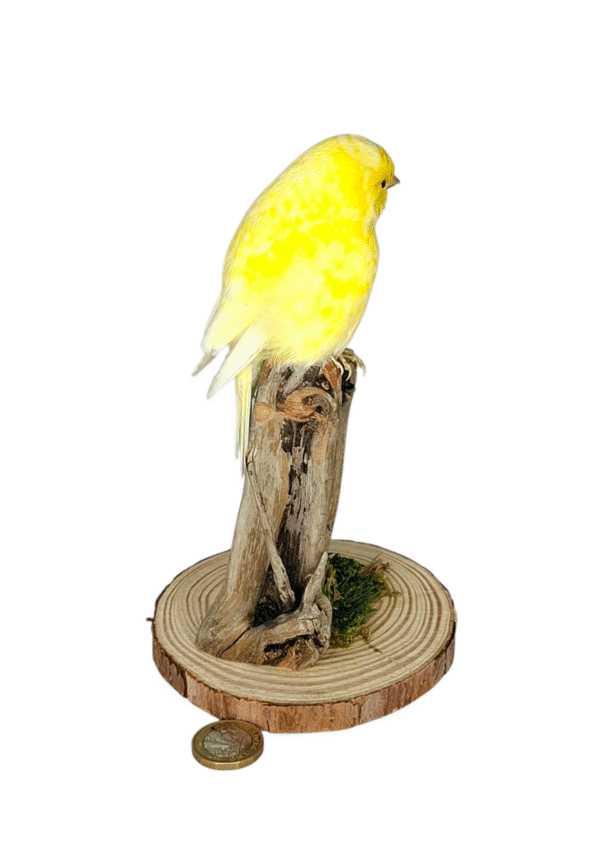 SOLD - Taxidermy Canary. Log no 718a. - Image 3