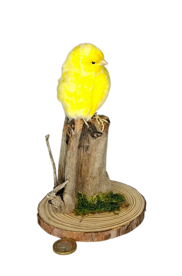 SOLD - Taxidermy Canary. Log no 718a. - Image 2