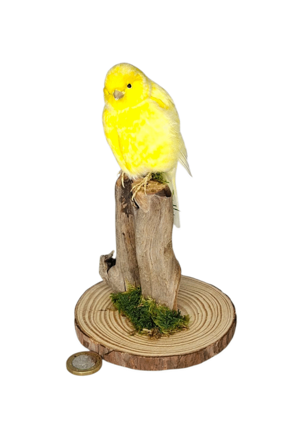 SOLD - Taxidermy Canary. Log no 718a. - Image 5