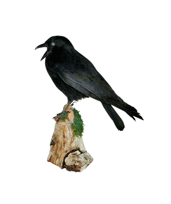 SOLD - Taxidermy Carrion Crow. Log no 616a.