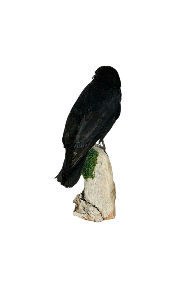 SOLD - Taxidermy Carrion Crow. Log no 616a. - Image 5