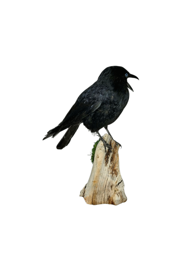 SOLD - Taxidermy Carrion Crow. Log no 616a. - Image 2