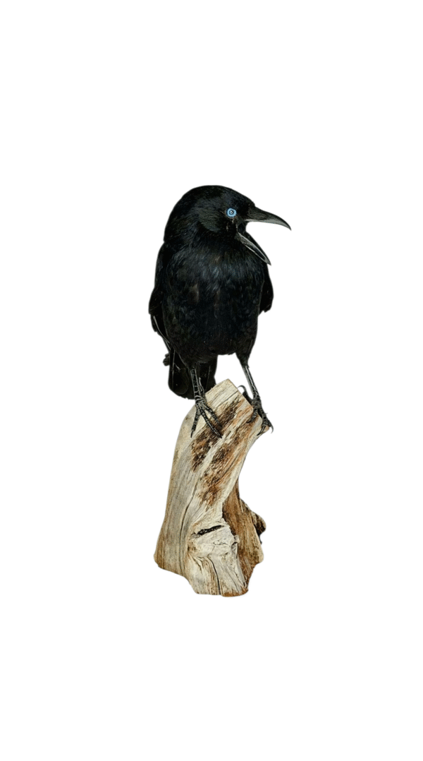 SOLD - Taxidermy Carrion Crow. Log no 616a. - Image 3