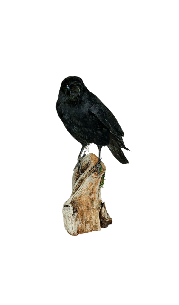 SOLD - Taxidermy Carrion Crow. Log no 616a. - Image 4