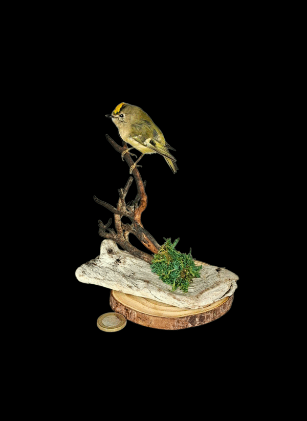 SOLD - Taxidermy Male Goldcrest. Log no 549a.