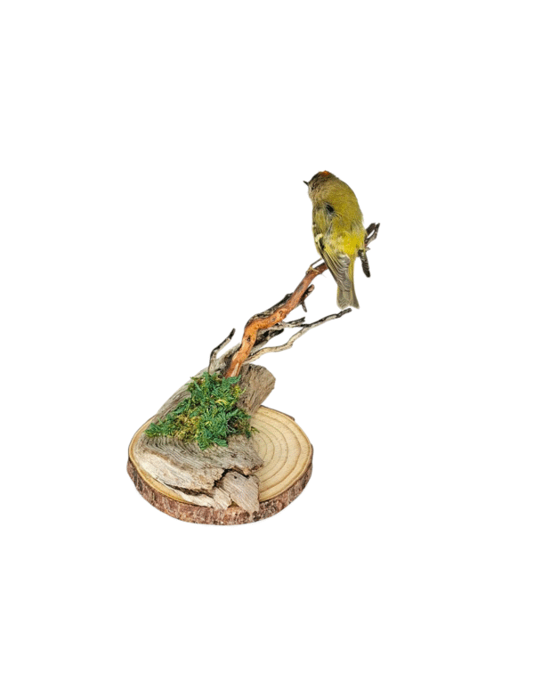 SOLD - Taxidermy Male Goldcrest. Log no 549a. - Image 4