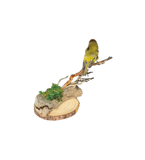 SOLD - Taxidermy Male Goldcrest. Log no 549a. - Image 5