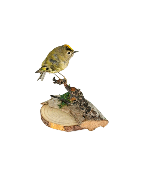 SOLD - Taxidermy Male Goldcrest. Log no 549a. - Image 3