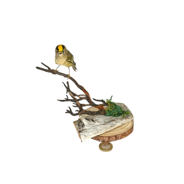 SOLD - Taxidermy Male Goldcrest. Log no 549a. - Image 2
